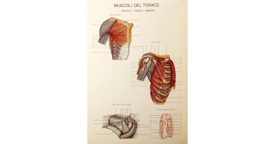 Anatomia